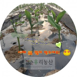 울금종자 원순광 종자울금 1kg